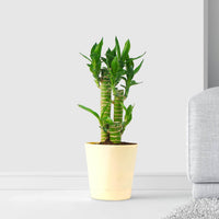 Lucky Bamboo Stick