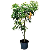 Mango – Mangifera Indica