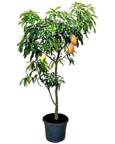 Mango – Mangifera Indica