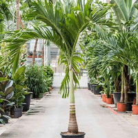 Manila Palm