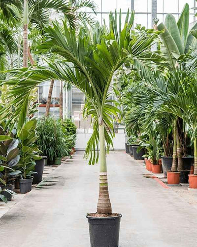 Manila Palm