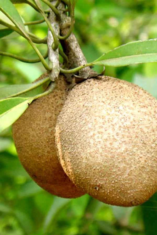 Chikoo – Sapodilla