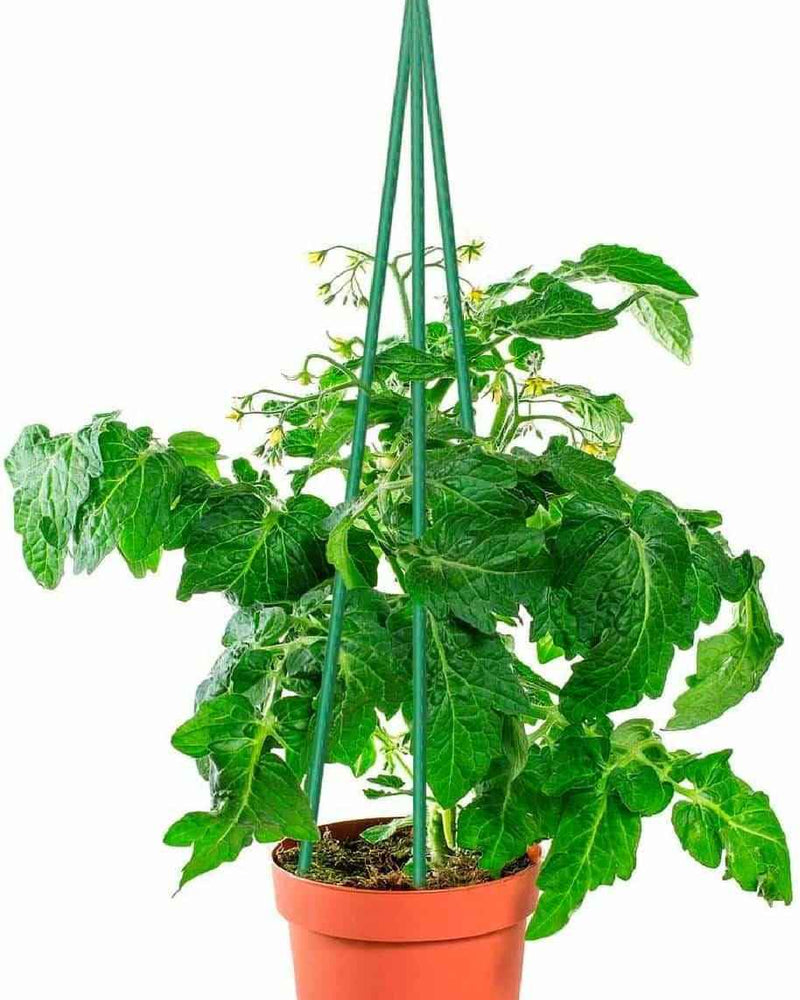 Metal Plant Support Stick Green