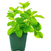 Mint Plant
