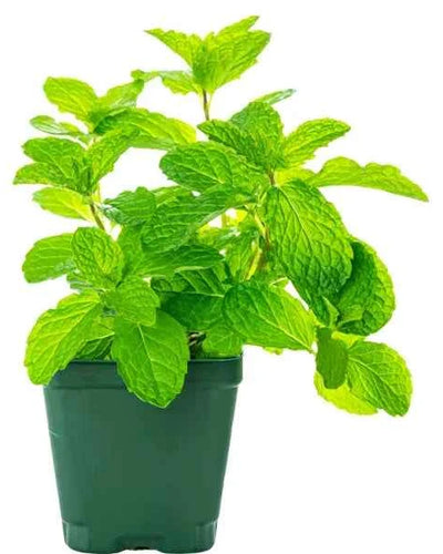 Mint Plant