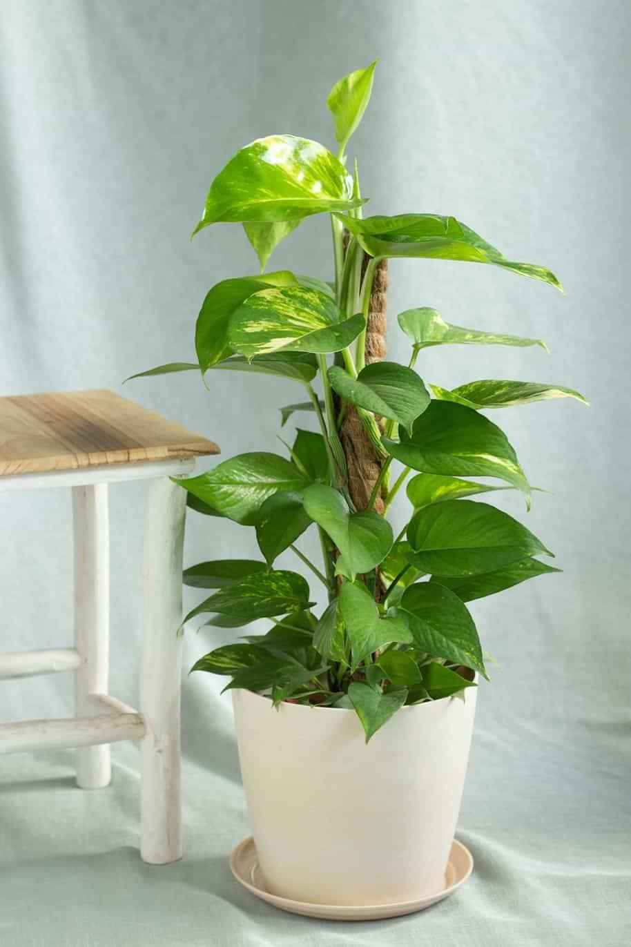 Money Plant (Holland)