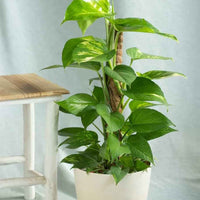 Money Plant Holland