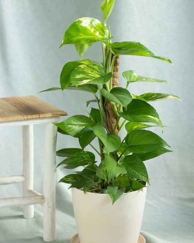 Money Plant (Holland)