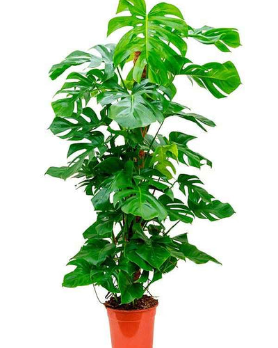 Monstera Minima - Swiss Cheese Plant