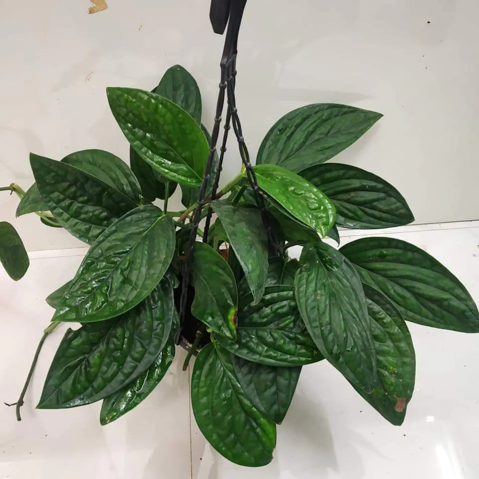 monstera plant dubai Buy Monstera Peru Dubai & UAE