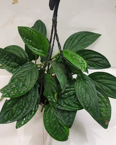 Monstera Peru