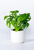 Monstera Minima - Swiss Cheese Plant - Souq Garden