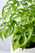 Monstera Minima - Swiss Cheese Plant - Souq Garden