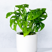 Monstera Minima - Swiss Cheese Plant