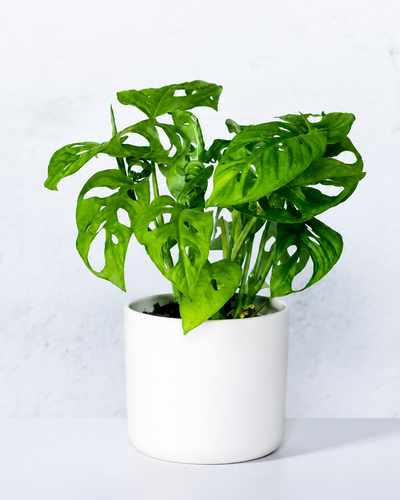 Monstera Minima - Swiss Cheese Plant