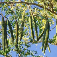 Moringa – Drumstick