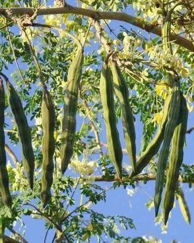 Moringa – Drumstick