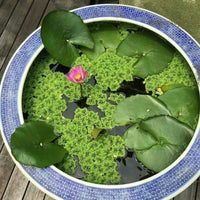 Azolla Water Plant