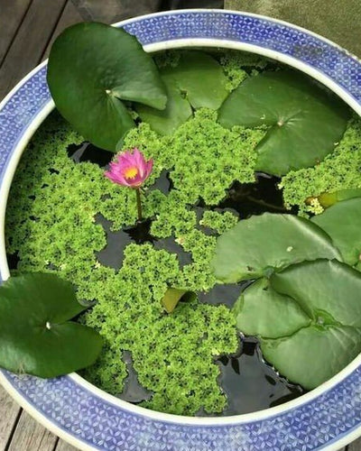 Azolla Water Plant