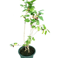Mulberry