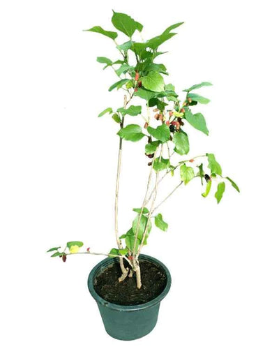Mulberry
