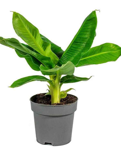 Tropicana Canna Lily – Water Plant