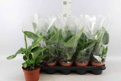 Tropicana Canna Lily Water Plant
