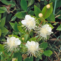 Myrtus Communis