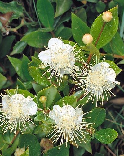 Myrtus Communis