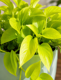 Neon Philodendron - Souq Garden
