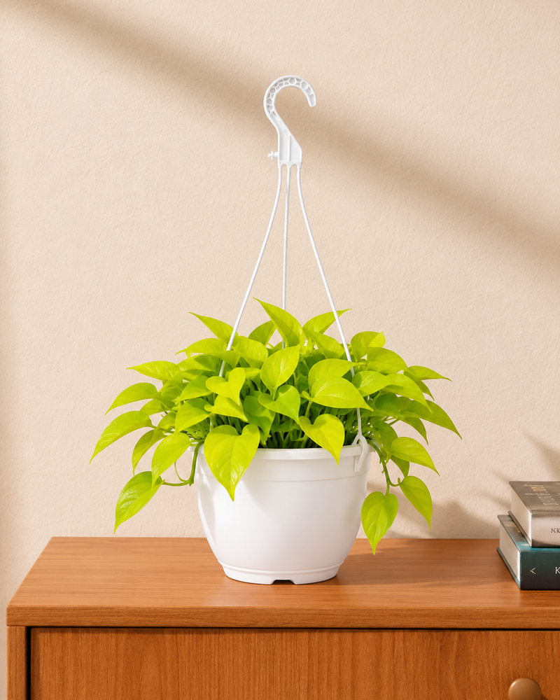 Neon Philodendron - Souq Garden