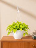 Neon Philodendron - Souq Garden
