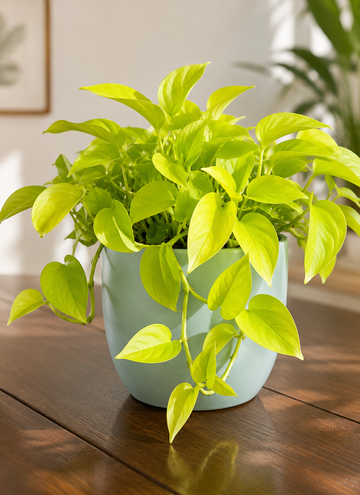 Neon Philodendron - Souq Garden