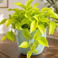 Neon Philodendron