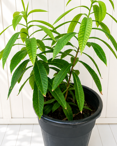 Nagalinga Pushpa