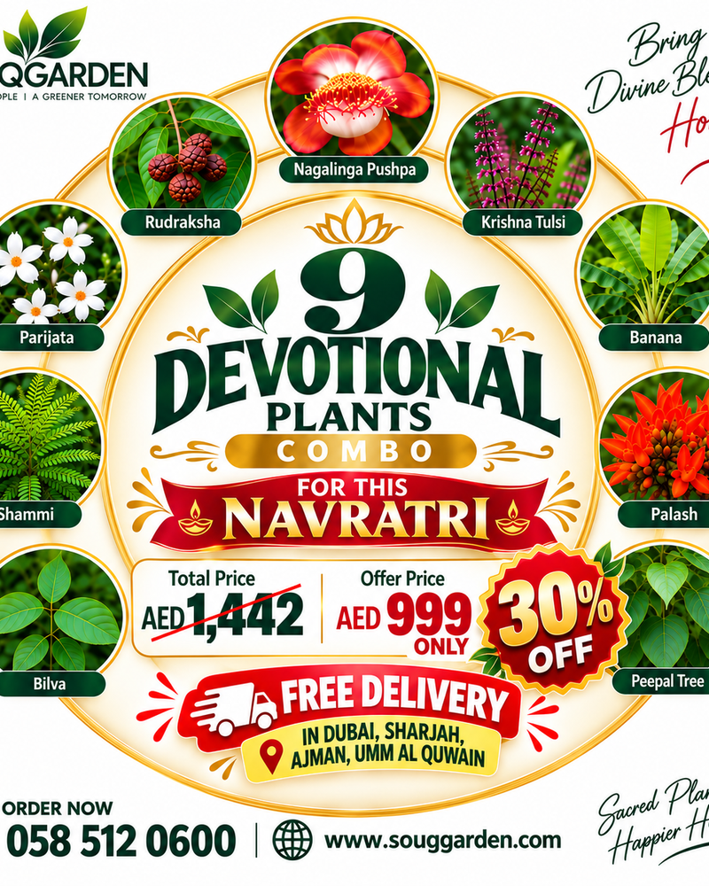 9 Devotional Plants Combo – Navaratri