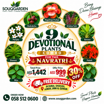 9 Devotional Plants Combo for Navratri - AED 999 instead of AED 1,442, free delivery in Dubai, Sharjah, Ajman and Umm Al Quwain