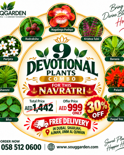 9 Devotional Plants Combo for Navratri - AED 999 instead of AED 1,442, free delivery in Dubai, Sharjah, Ajman and Umm Al Quwain