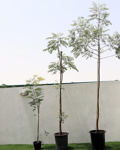Neem Tree Dubai & UAE | Organic Neem Plant | Buy Online – Souq Garden