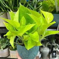 Neon Pothos Plant