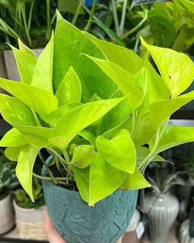 Neon Pothos