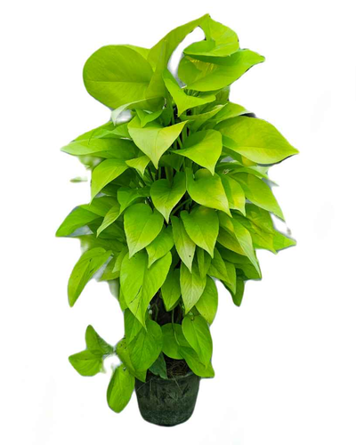 Neon Pothos Plant