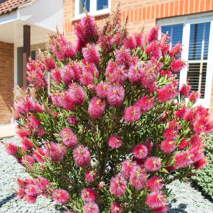 Bottle Brush – Callistemon Citrinus