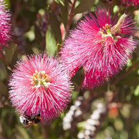 Bottle Brush – Callistemon Citrinus