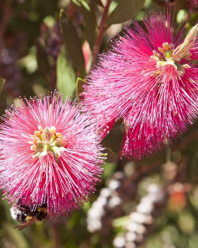 Bottle Brush – Callistemon Citrinus