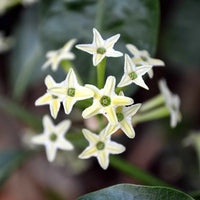 Night Blooming Jasmine – Night Queen