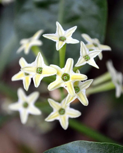 Night Blooming Jasmine – Night Queen