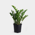 Zamioculcas Zamiifolia – ZZ Plant