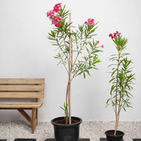 Oleander