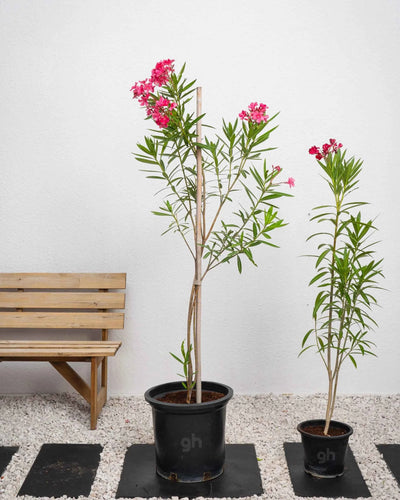 Oleander